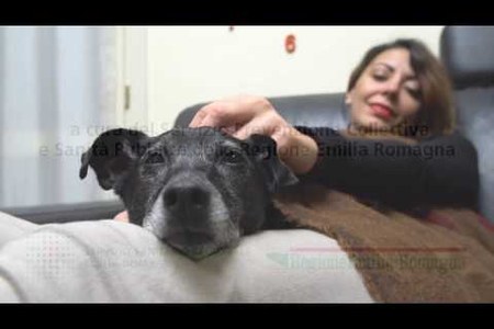 Ho deciso, prenderò un cane!