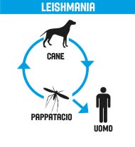 leishmania.jpg