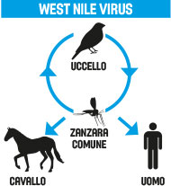 West Nile Virus