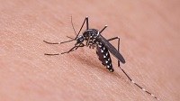 Chikungunya, la maggior parte dei casi non può più trasmettere il virus, proseguono fino al 15 settembre i prelievi a Carpi per le persone che hanno sintomi compatibili