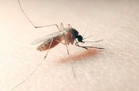 Lotta alle zanzare, ecco cosa possono fare i cittadini: da quest’anno disponibile l’elenco dei larvicidi ammessi per i trattamenti nelle aree private