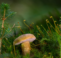 Funghi, come gustarli in sicurezza senza rischiare intossicazioni