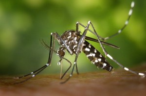 Lotta alle zanzare: l'app "ZanzaRER", per consigli pratici e informazioni utili
