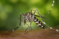 Lotta alle zanzare, dalla Regione 1 milione e 200mila euro per contrastarne la diffusione