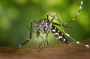 Lotta alle zanzare, resta alta l'attenzione della Regione: confermato l'impegno per sorveglianza, riduzione degli insetti e individuazione precoce dei casi di malattie trasmesse