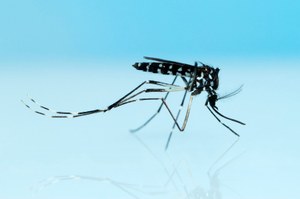 Prepararsi per tempo alla lotta contro le zanzare, ecco il Piano regionale arbovirosi 2022