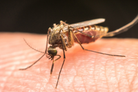 Lotta alle zanzare, pronto il Piano regionale arbovirosi 2023 dell’Emilia-Romagna