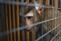 I vent’anni del Comitato Etico dell’Emilia-Romagna, dalla Regione una proposta condivisa per ridurre il ricorso agli animali nella ricerca scientifica