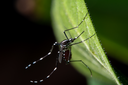 L’Emilia-Romagna alza il livello di prevenzione per il virus West Nile in alcune province