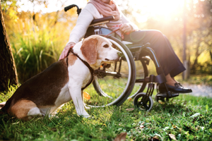In Emilia-Romagna porte aperte a cani e gatti in visita, nelle strutture per anziani e persone con disabilità