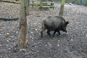 Peste suina africana, nel 2026 quasi raddoppiati i fondi per le attività di depopolamento destinati alle polizie provinciali