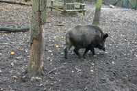 Peste suina africana, nel 2026 quasi raddoppiati i fondi per le attività di depopolamento destinati alle polizie provinciali