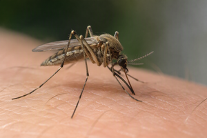 Sorveglianza West Nile, precoce ed estesa circolazione del virus in Emilia-Romagna