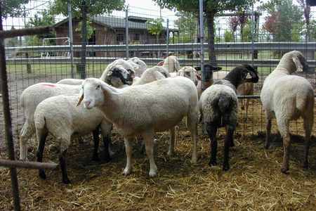 Blue tongue, la Regione continuerà a sostenere anche nel 2026 l’acquisto dei vaccini per gli allevatori che decidono di aderire alla campagna