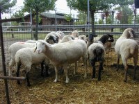 Blue tongue, la Regione continuerà a sostenere anche nel 2026 l’acquisto dei vaccini per gli allevatori che decidono di aderire alla campagna