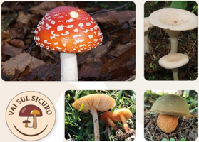 “Raccogliere i funghi è una passione che richiede attenzione e responsabilità”: le regole per una raccolta sicura e sostenibile