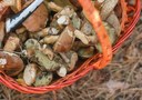 Funghi in sicurezza: da 30 anni gli Ispettorati Micologici dell’Emilia-Romagna al servizio dei cittadini